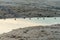 Group of Lesser Sand-Plover Charadrius mongolus. birds stand on low tide muddy swamp, and reflection on water at Parit Jawa, Mal