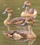 Group of Lesser Whistling Ducks on The Water