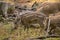 Group of light brown wild boar piglets eating grass in a forest