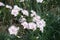 Group of light pink flowers of Dianthus deltoides