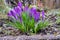 Group of lila crocus covered with water droplets