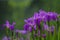 A group of lilac iris flowers in blossom