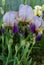 A group of lilac irises in a summer garden