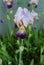 A group of lilac irises in a summer garden