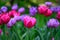 Group of lilac and pink tulips in the garden