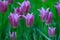 Group of lilac tulips in the garden