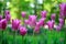 Group of lilac  tulips in the garden