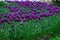 Group of lilac tulips in the garden