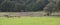 group of limousin cows in france near heather and forest