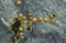 Group of Limpets at Low Tide