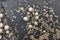 Group of limpets on a slate rock