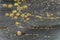 Group of Limpets on a Stone during Low Tide.