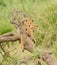 A group of lion cubs