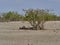 Group of lion in the shade of a small mopane tree