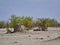 Group of lion in the shade of a small mopane tree