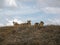 A Group of Lionesses