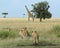 Group of lionesses stalking a single giraffe