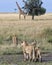 Group of lionesses stalking a single giraffe