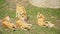 Group of lions with cubs