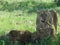 Group of lions inhabiting shrubland