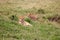 Group of lions lounging in the grassy savanna, basking in the sun