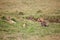 Group of lions lounging in the grassy savanna, basking in the sun