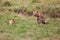 Group of lions lounging in the grassy savanna, basking in the sun