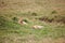 Group of lions lounging in the grassy savanna, basking in the sun