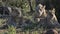 Group of lions at Pilanesberg National Park