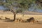 Group of lions resting in the shadow of a tree in the savannah