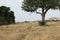 Group of lions walking in the savannah