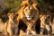 Group of Lions in the Wild - Serene Savannah Scene. Generative by Ai