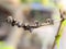 A group of Lipotriches sweat bees resting on a tree branch