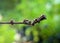 A group of Lipotriches sweat bees resting on a tree branch