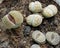 Group lithops or living stones close up