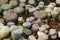 Group of lithops in planting material