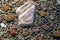 Group of lithops in pot, desert plant