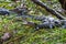 Group of little baby alligators resting on the grass