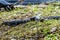 Group of little baby alligators resting on the grass