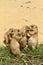 Group of little baby prairie dogs eating