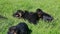Group of little black german shepherd puppies rests together in green grass