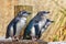 A group of little blue / fairy penguins, the worlds` smallest penguin