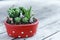 Group of little cactus pot plants on wooden table background, succulent concept, copy space