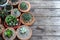 Group of little cactus pot plants on wooden table background, succulent concept, copy space