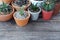 Group of little cactus pot plants on wooden table background, succulent concept, copy space