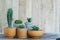 Group of little cactus pot plants on wooden wall background, succulent concept, copy space