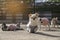 Group of little Chihuahua dogs sunbathe on ground in morning autumn