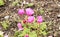 Group of little dark pink tulip at shibazakura festival , Yamanashi, Kawaguchiko