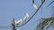 Group of little egrets Egretta garzetta perched on the electric cable. White birds standing on the wire of power line