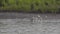 Group of little egrets, terek sandpipers and redshanks perched and moving on riverside in low tide of mangrove mudflats